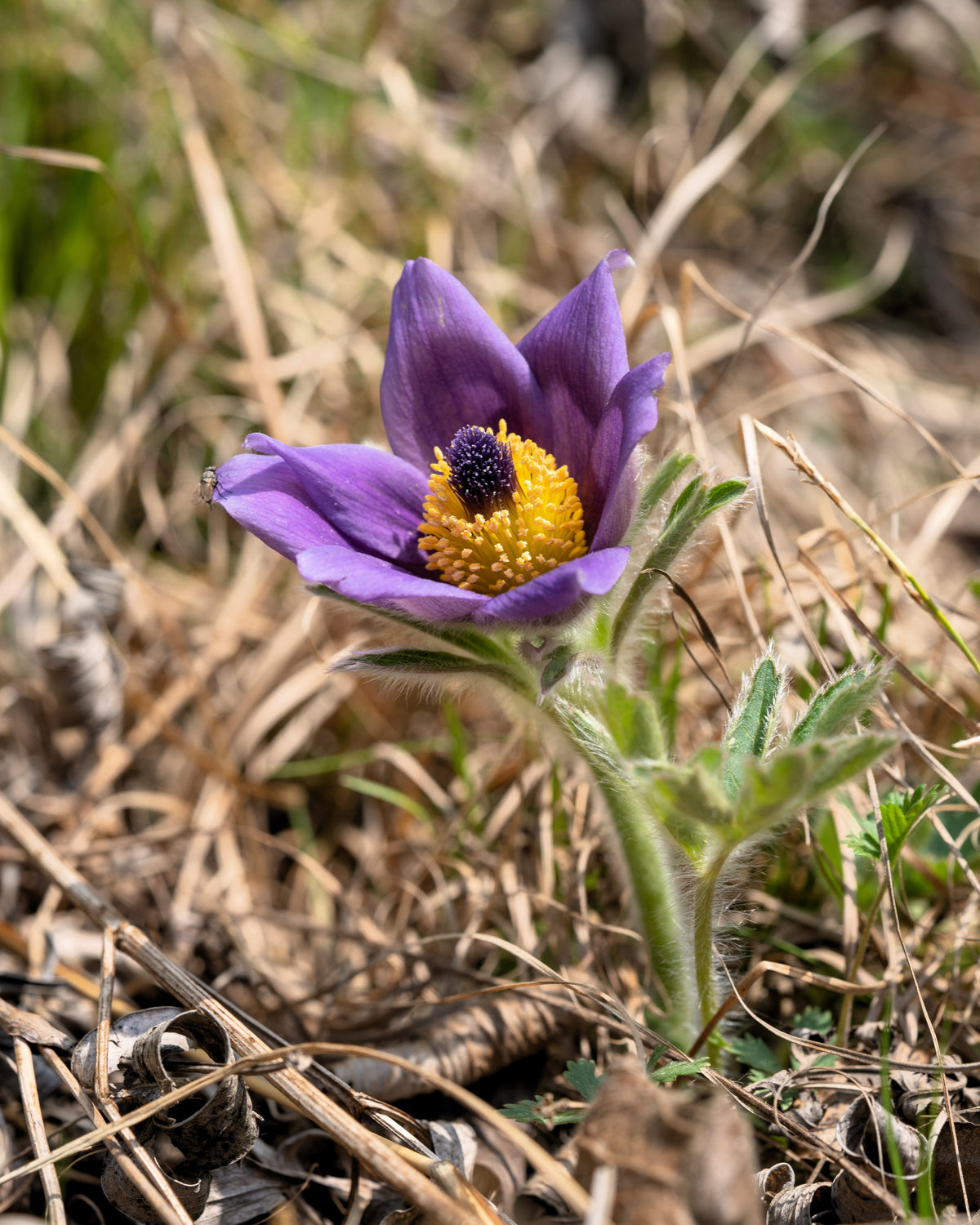 50 semillas de anémona Pulsatilla Chinensis / Flor de PASQUE púrpura china