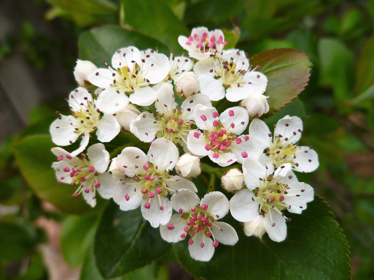 50 semillas de aronia negra (Aronia melanocarpa), arbusto de flores blancas y frutos.