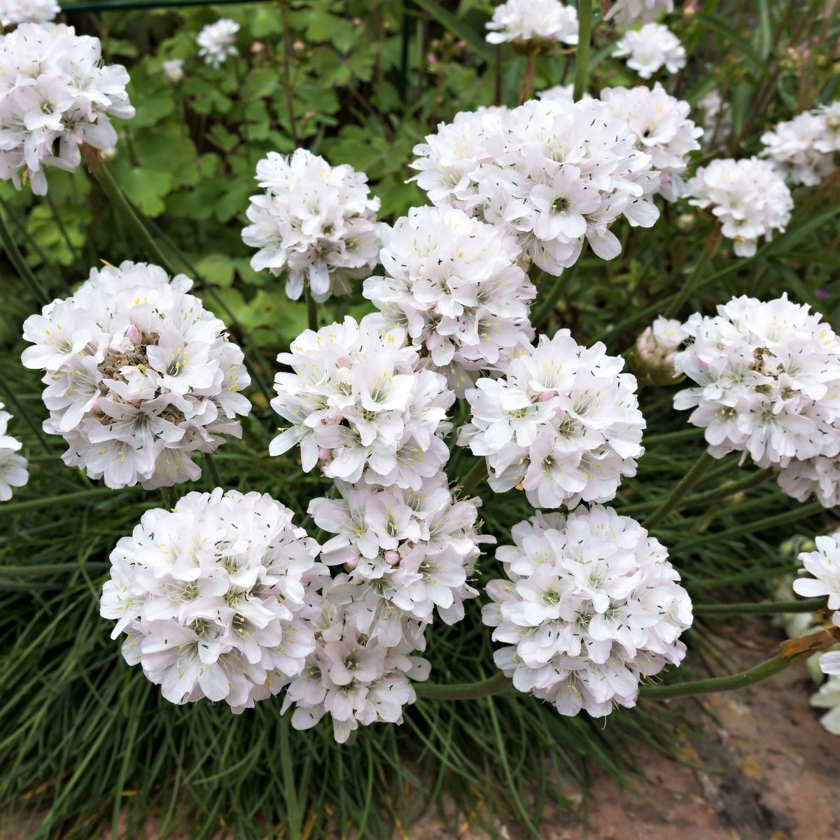 50 SEA THRIFT Armeria Maritima California Sea Pink Cliff Rose Cushion Pink Lavender Native Maritime Flower Seeds
