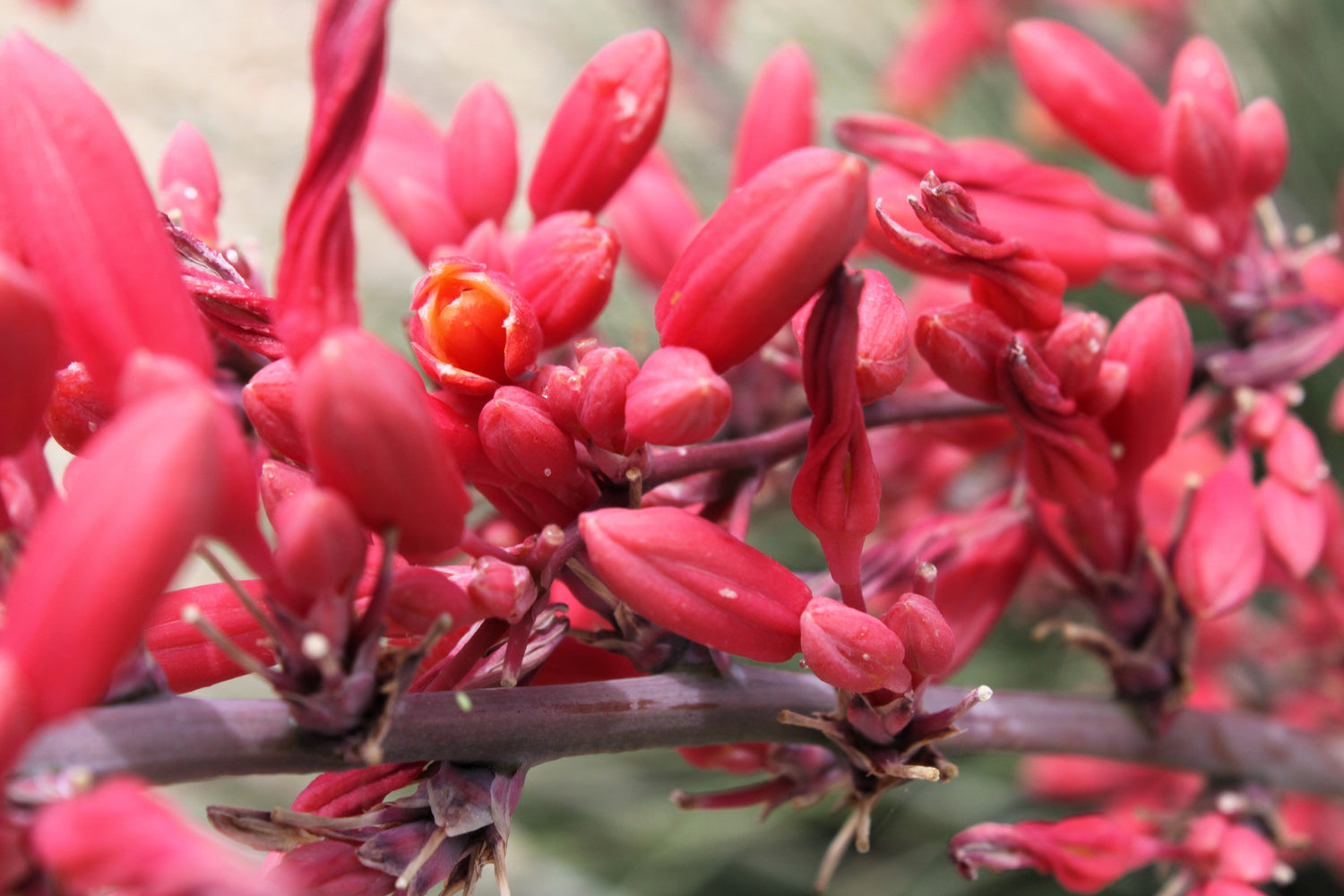 25 semillas de YUCA ROJA Hesperaloe Parviflora, también conocida como yuca colibrí, coral y yuca de Texas
