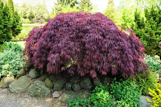 10 semillas de arce japonés Inaba Shidare (Acer palmatum dissectum)