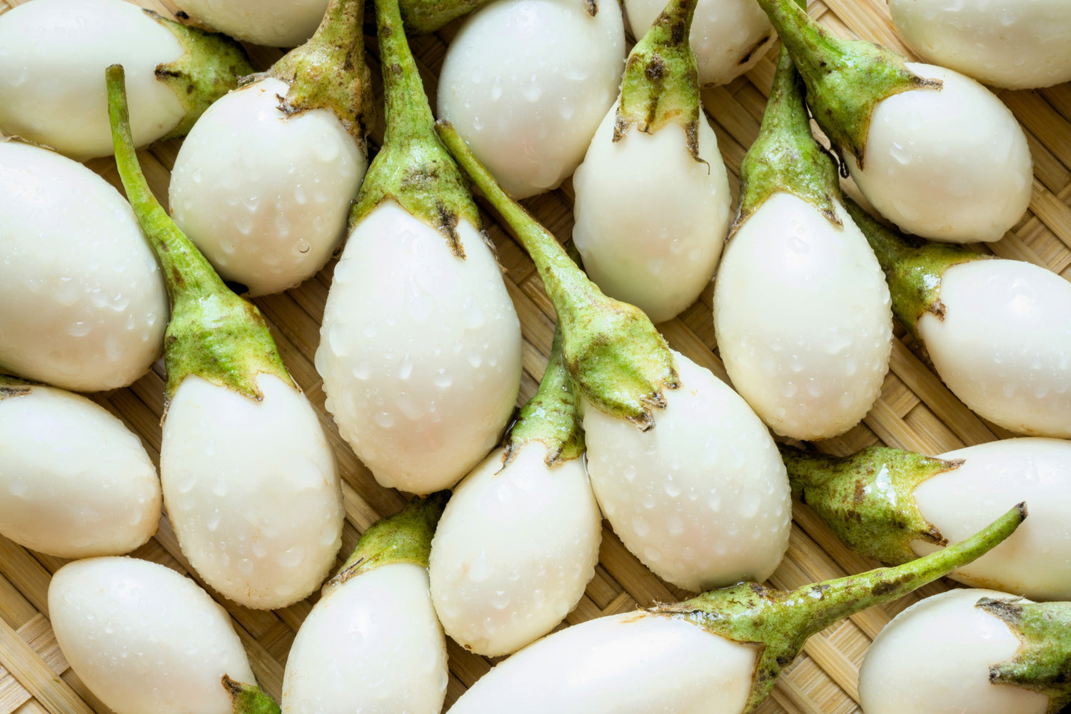 30 semillas de berenjena de Pascua (berenjena ornamental) Solanum ovigerum