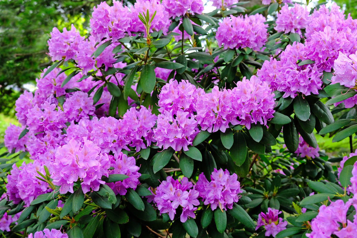 50 Rosebay RHODODENDRON Maximum White Pink Laurel Bush Shrub Flower Seeds