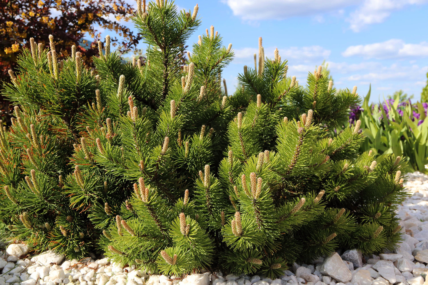 25 Semillas de arbustos de Pinus Pumilio de hoja perenne enana de MUGO PINE
