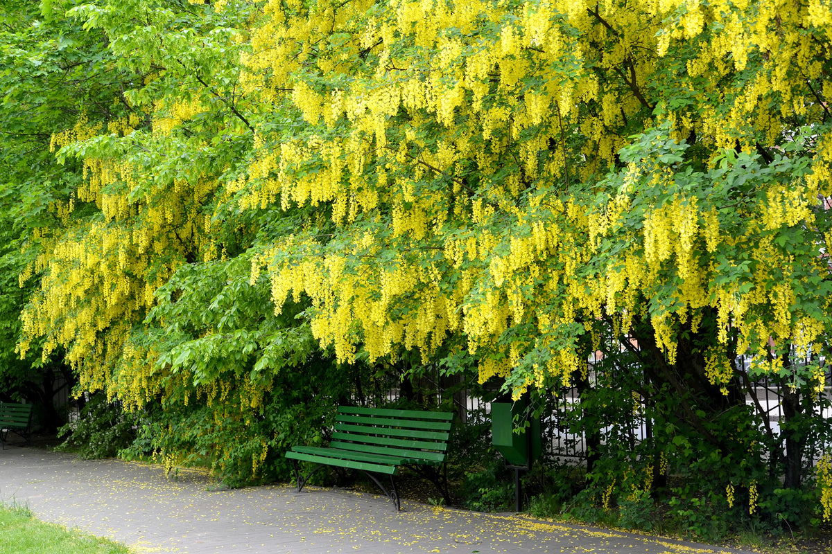 10 semillas de flores amarillas del árbol de la cadena dorada Laburnum Anagyroides