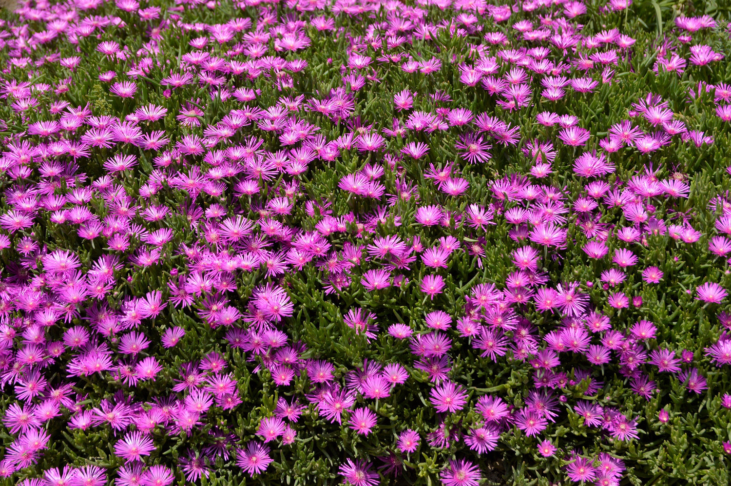 25 Semillas de la Planta de Hielo Table Mountain Magenta Fuchsia Delosperma Cooperi, Flor de Alfombra Rosa Resistente