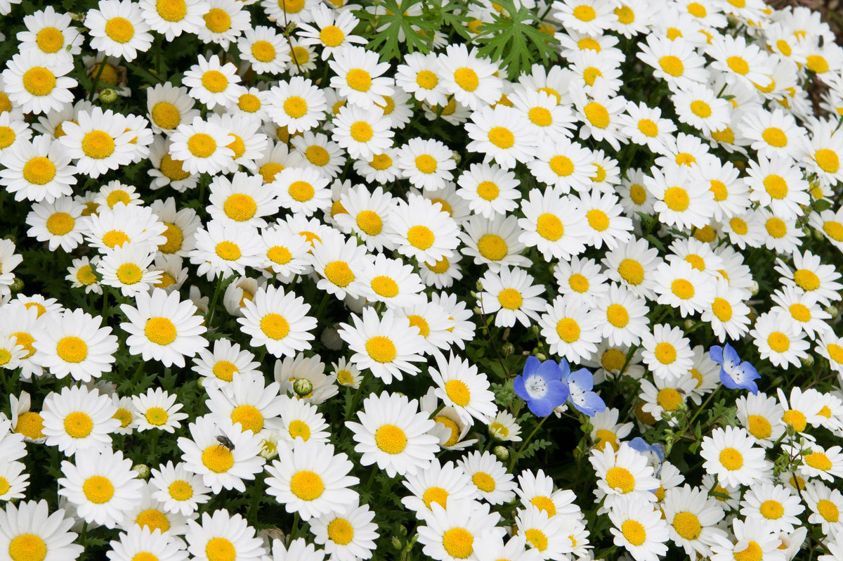 2000 semillas de margarita de ojo de buey, crisantemo leucanthemum, flores blancas