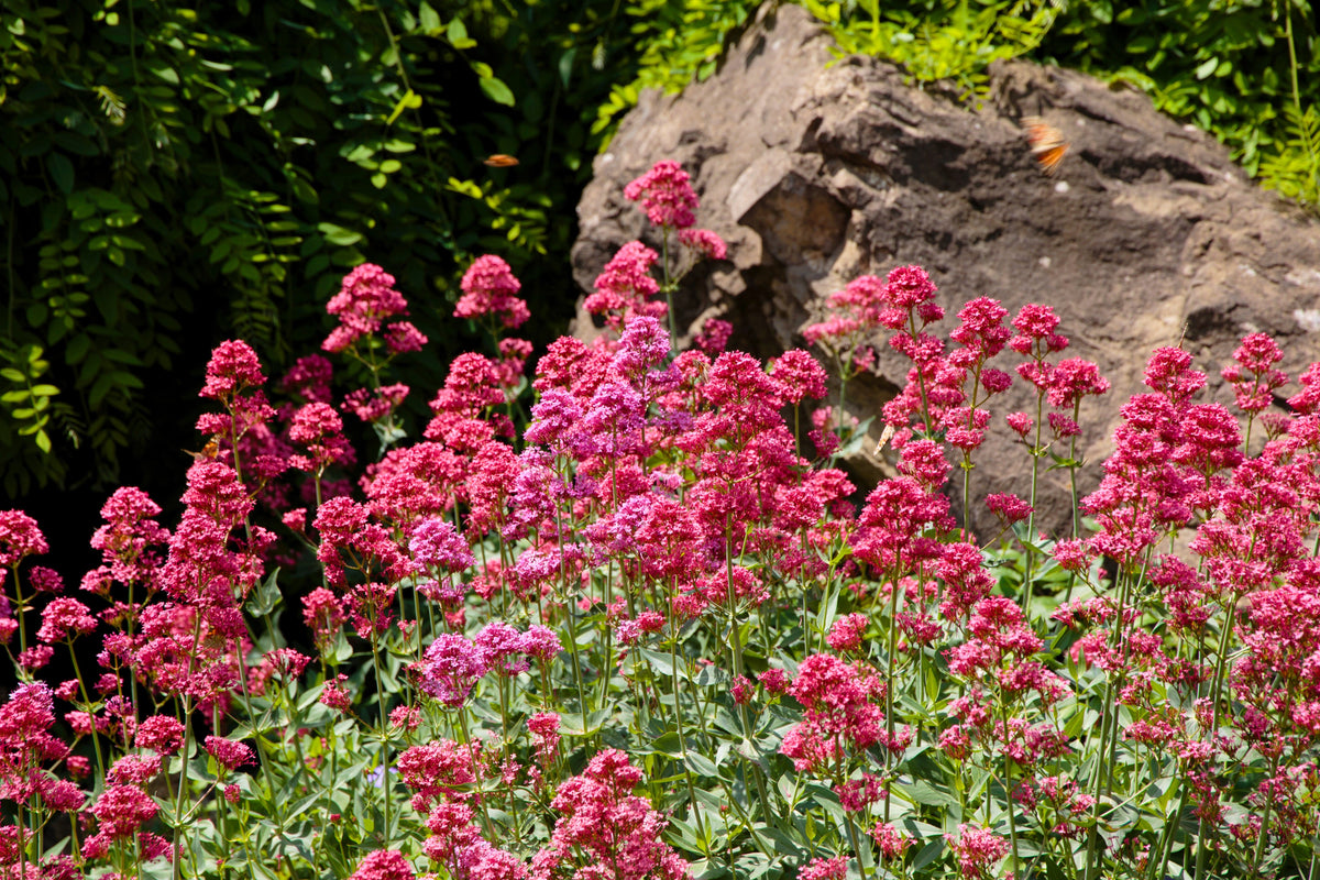50 RED JUPITER'S BEARD Valerian Keys of Heaven Centranthus Ruber Flower Seeds