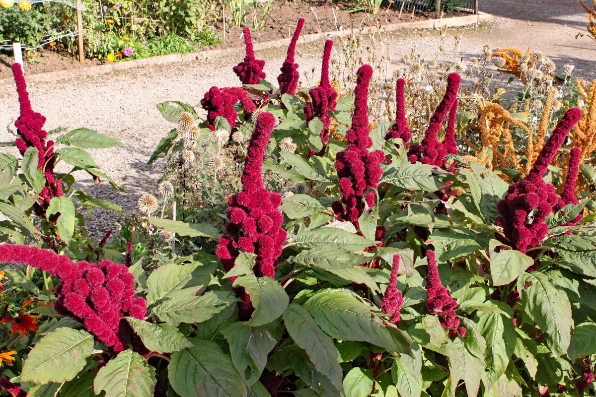 100 semillas orgánicas de Amaranto Cabeza de Elefante, Amaranthus Gangeticus, color rojo burdeos
