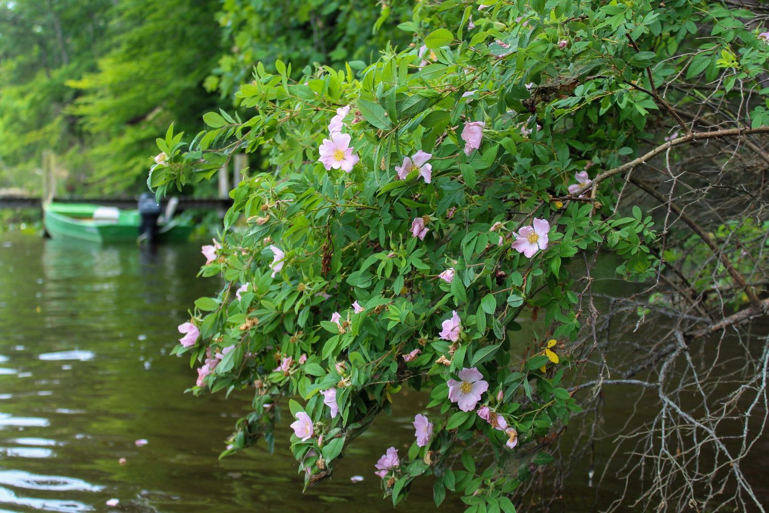 25 semillas de rosa de pantano rosa (Rosa palustris), arbusto de flores (suelo húmedo promedio)