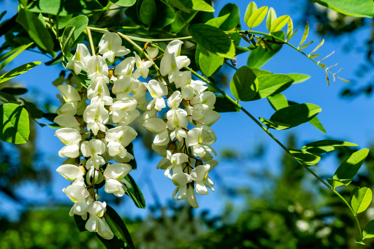 25 semillas de Robinia pseudoacacia (Acacia falsa) en flor