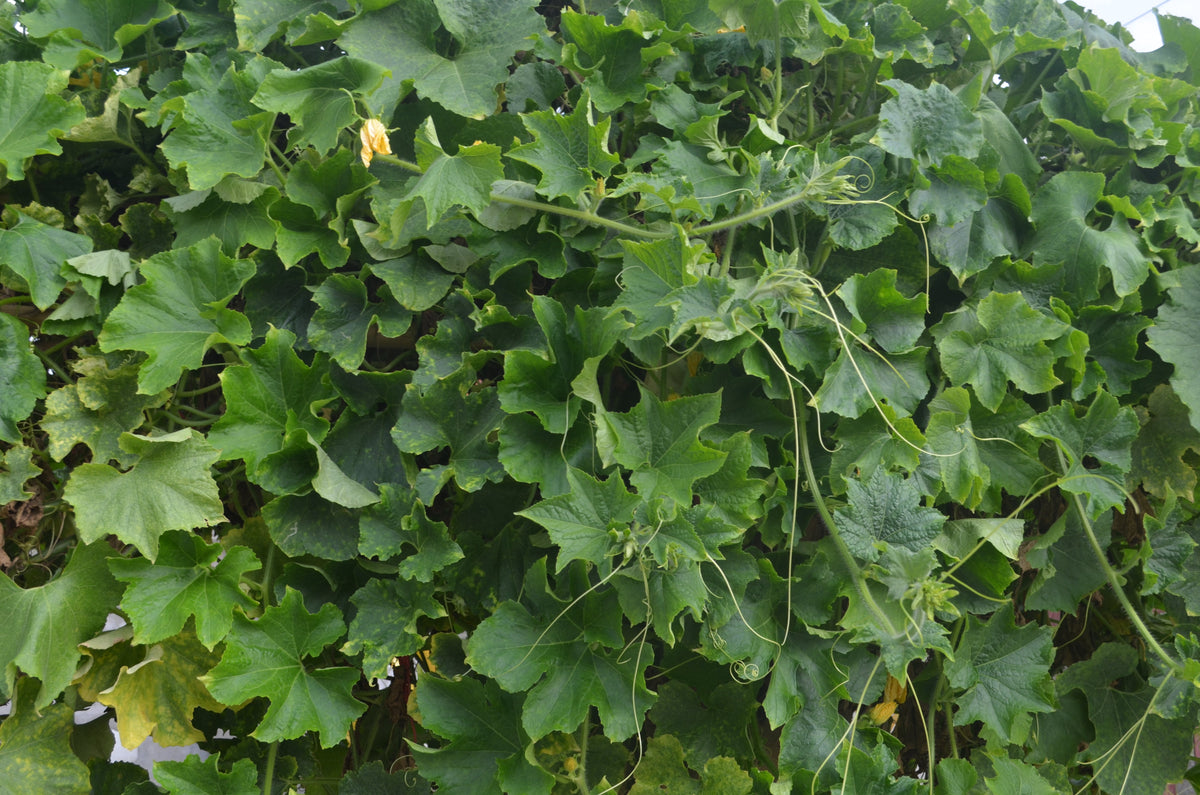 50 semillas de plátano y melón Cucumis Melo