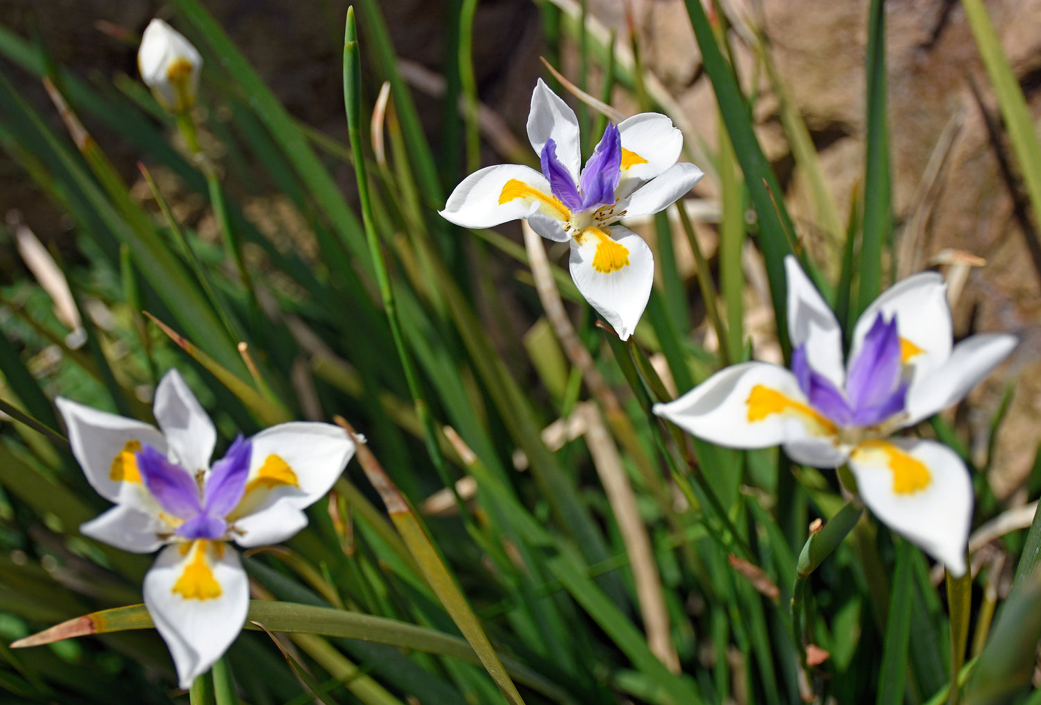25 IRIS AFRICANO BLANCO Lirio de quincena Dietes Iridioides Vegeta también conocido como Iris del Cabo o Mariposa Semillas de flores de color amarillo púrpura