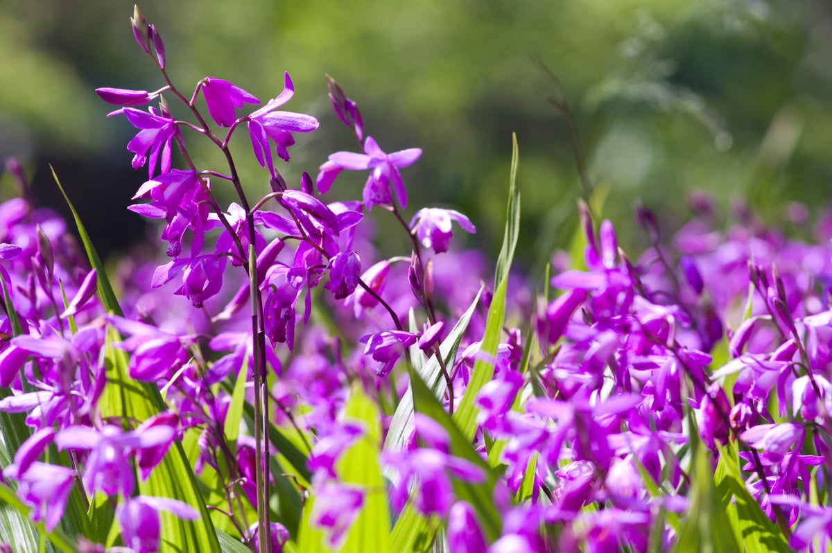 50 semillas resistentes de orquídea terrestre china Bletilla Striata, flores moradas