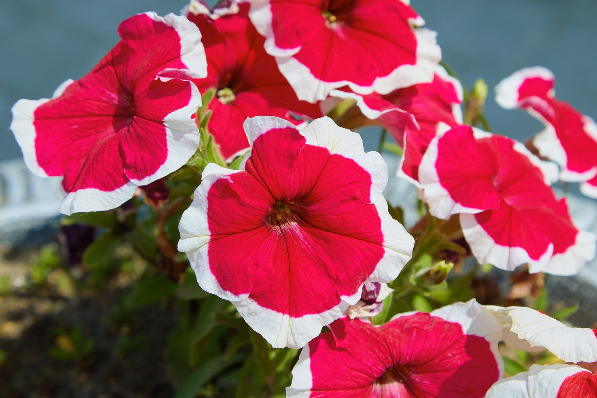 50 semillas de petunia multiflora de colores mixtos PICOTEE MIX, bicolor, blanco, azul, morado, rosa y rojo