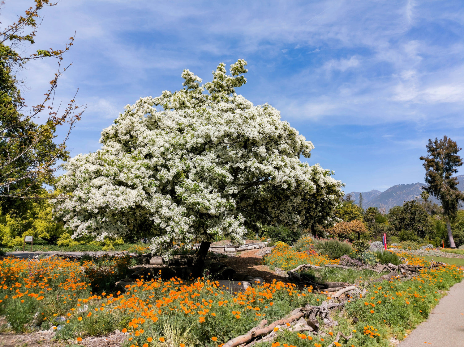 3 semillas de flores blancas de Chionanthus virginicus, árbol de flecos