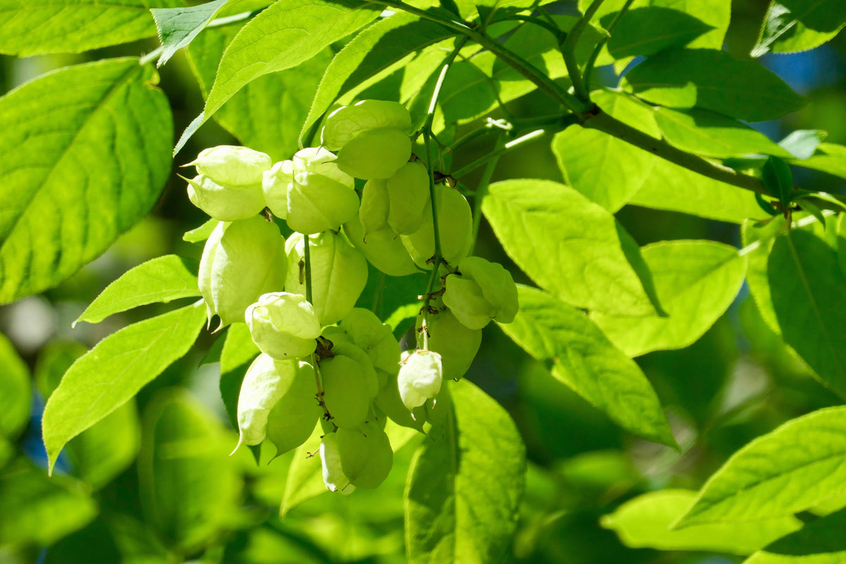 5 semillas de árbol de nuez americana, Staphylea trifolia, arbusto, vaina verde, flor blanca