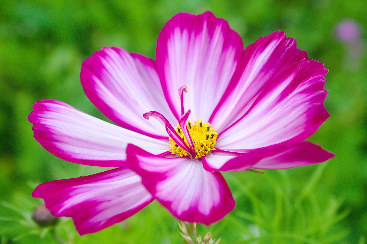 300 semillas de flores blancas y rosas de CANDY STRIPE COSMOS Bipinnatus