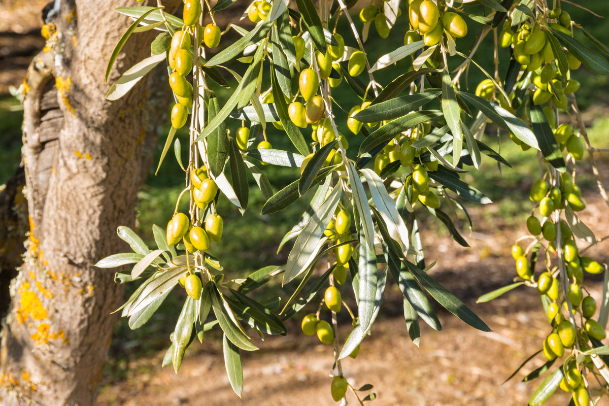 10 OLIVO CANINO Olea Europaea Canino Semilla de fruto verde negro común europeo comestible