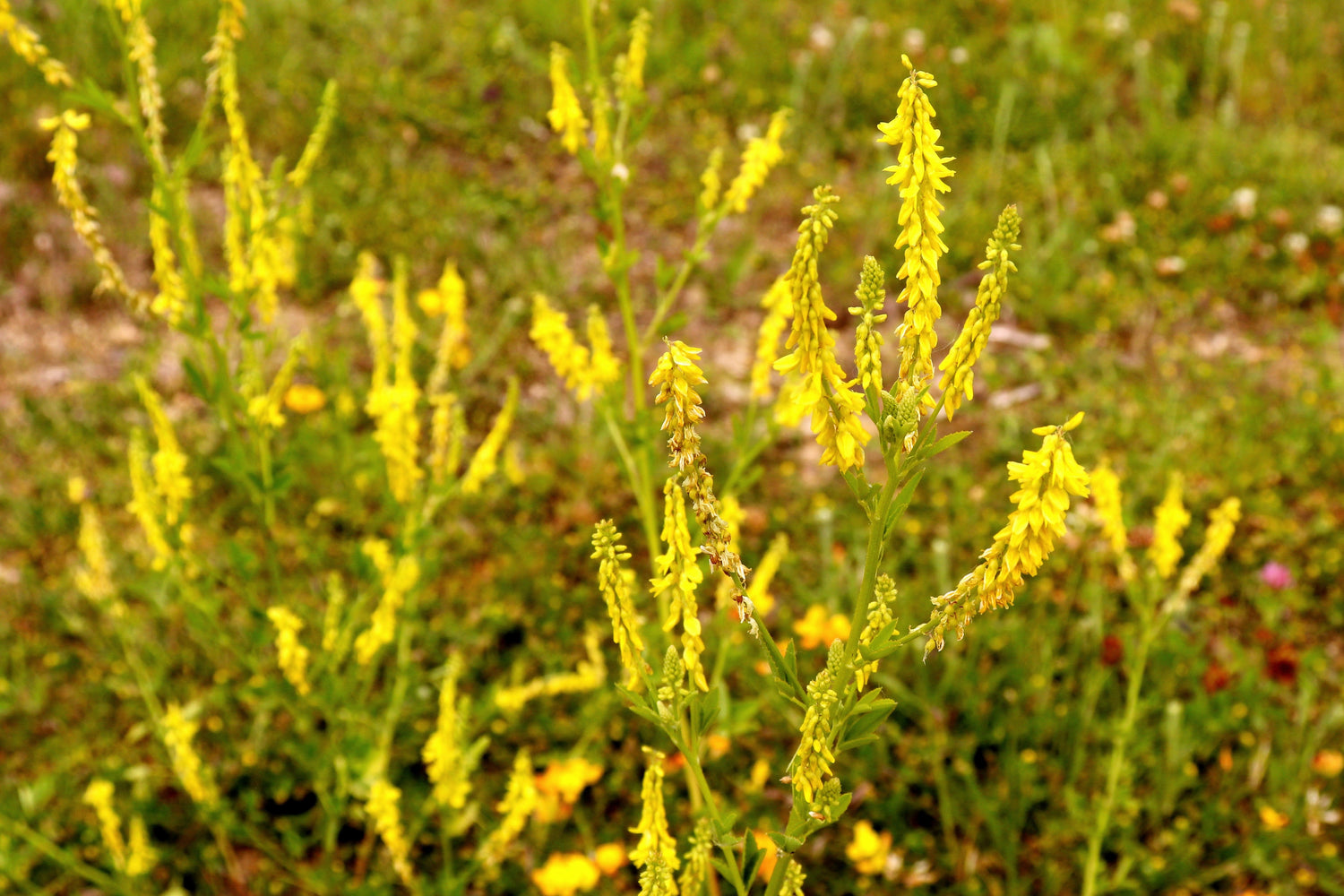 3000 semillas de flores de trébol dulce amarillo Melilotus Officinalis