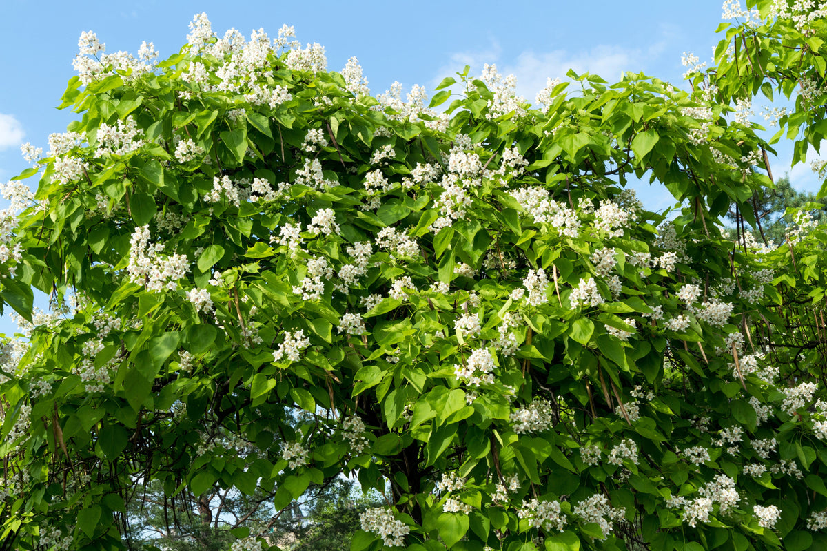 50 semillas de CATALPA Speciosa del Norte (también conocida como Catalpa Occidental o Catawba / Cigarro Indio / Cebo de Pescado) en flor