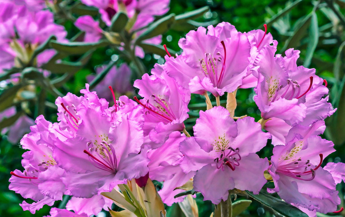 50 HÍBRIDOS MIXTOS DE RODODENDRO spp. Colores variados: rojo, rosa, morado, blanco, amarillo y naranja. Florece al sol o a la sombra. Semillas de arbusto.