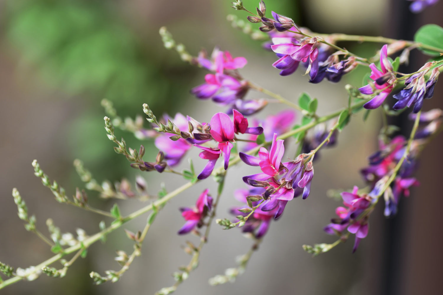 100 semillas de trébol esbelto Lespedeza virginica, arbusto nativo, flor rosa púrpura, legumbre