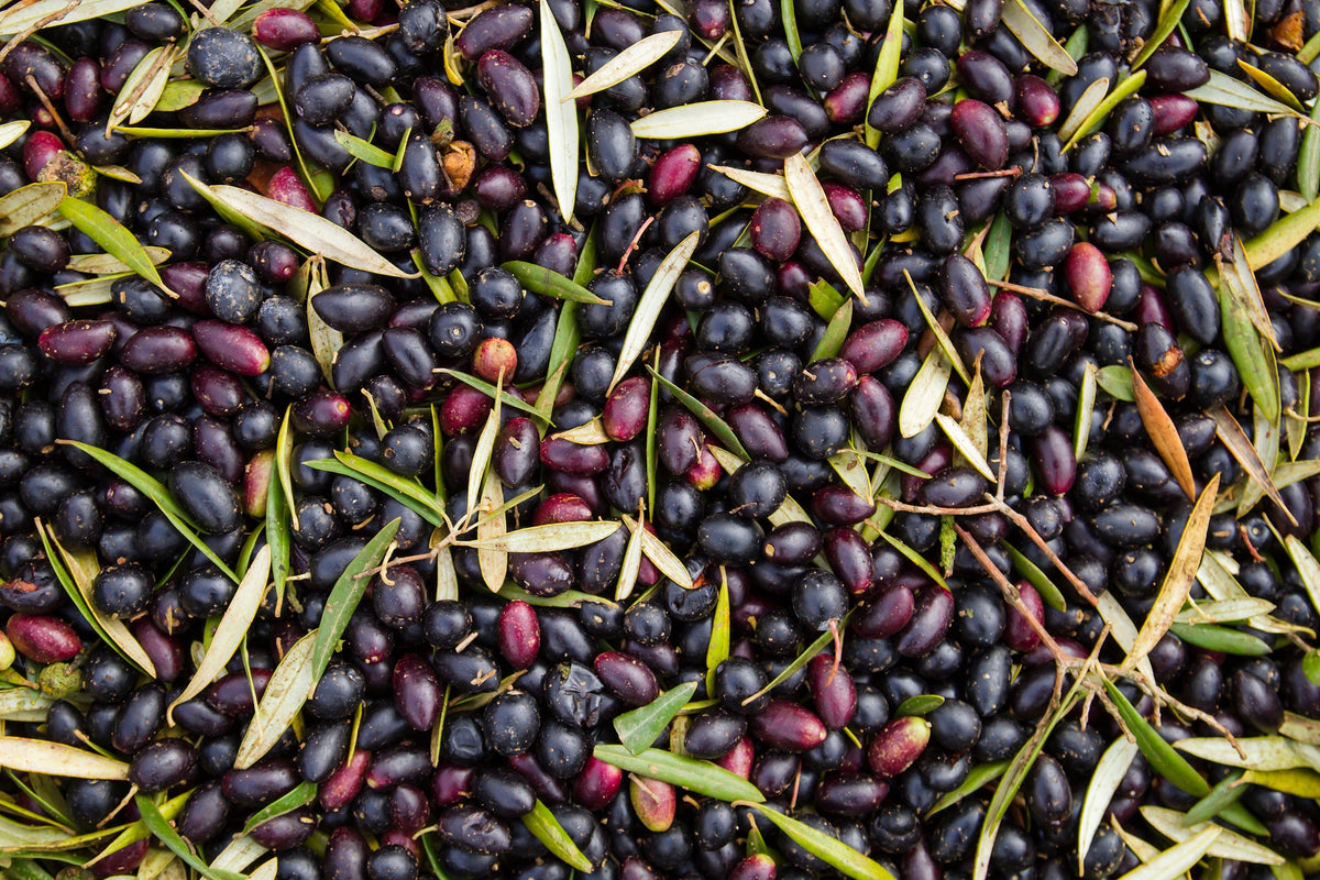 10 OLIVO CANINO Olea Europaea Canino Semilla de fruto verde negro común europeo comestible