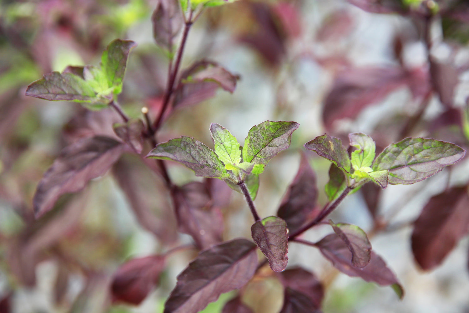 200 semillas de flores de la hierba Krishna Tulsi morada, albahaca sagrada, Ocimum Sanctum Tenuiflorum
