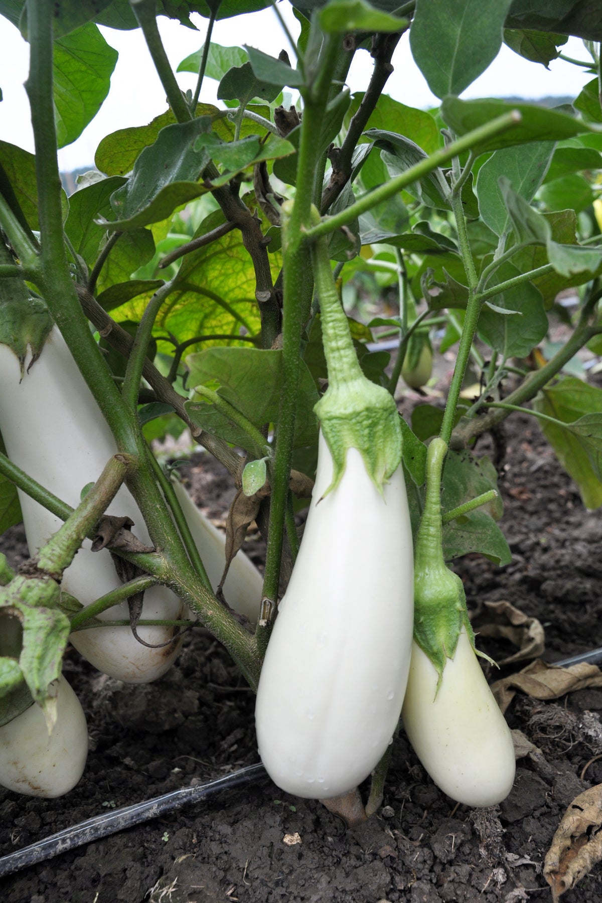 50 semillas de berenjena blanca CASPER Solanum melongena fruta/verdura