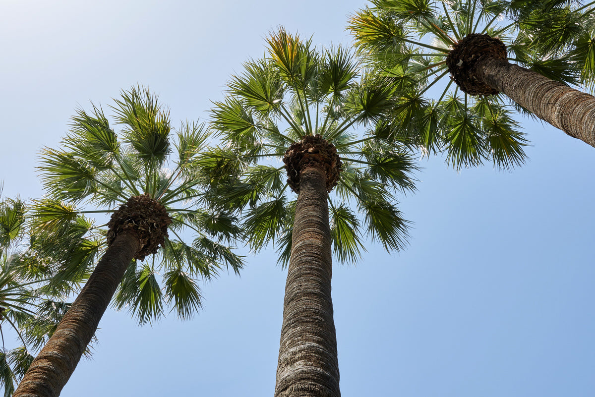 5 semillas de palmera de molino de viento común Trachycarpus fortunei, palmera chusan resistente, planta de interior de sombra solar