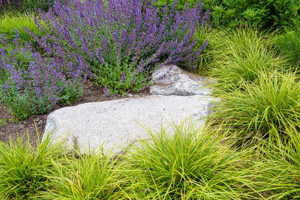 50 semillas de flores de Nepeta Racemosa (menta persa) Mussins