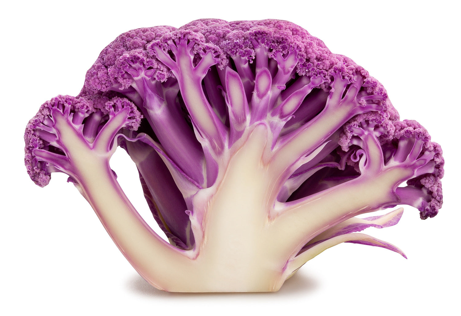 25 semillas de coliflor morada Violet Queen Brassica oleracea Botrytis