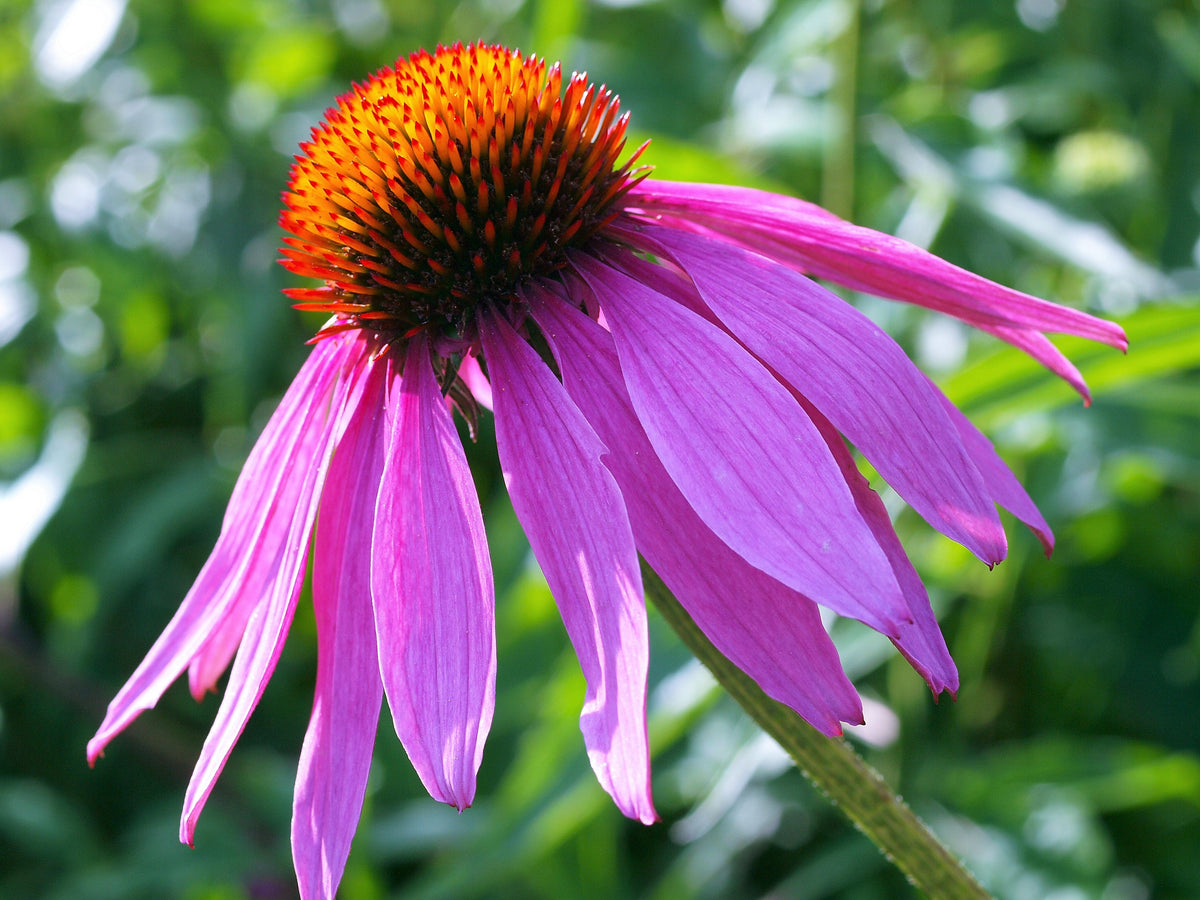1000 semillas de equinácea púrpura (Echinacea purpurea)