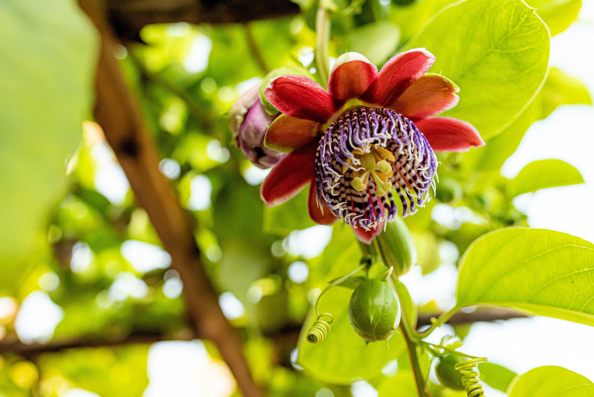 5 GRANADILLA GIGANTE Flor de la pasión roja Passiflora quadrangularis Semillas de vid de fruto amarillo