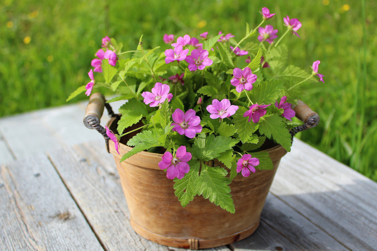 10 ARCTIC RASPBERRY Nagoonberry Rubus Arcticus Red Berry Fruit Bramble Seeds