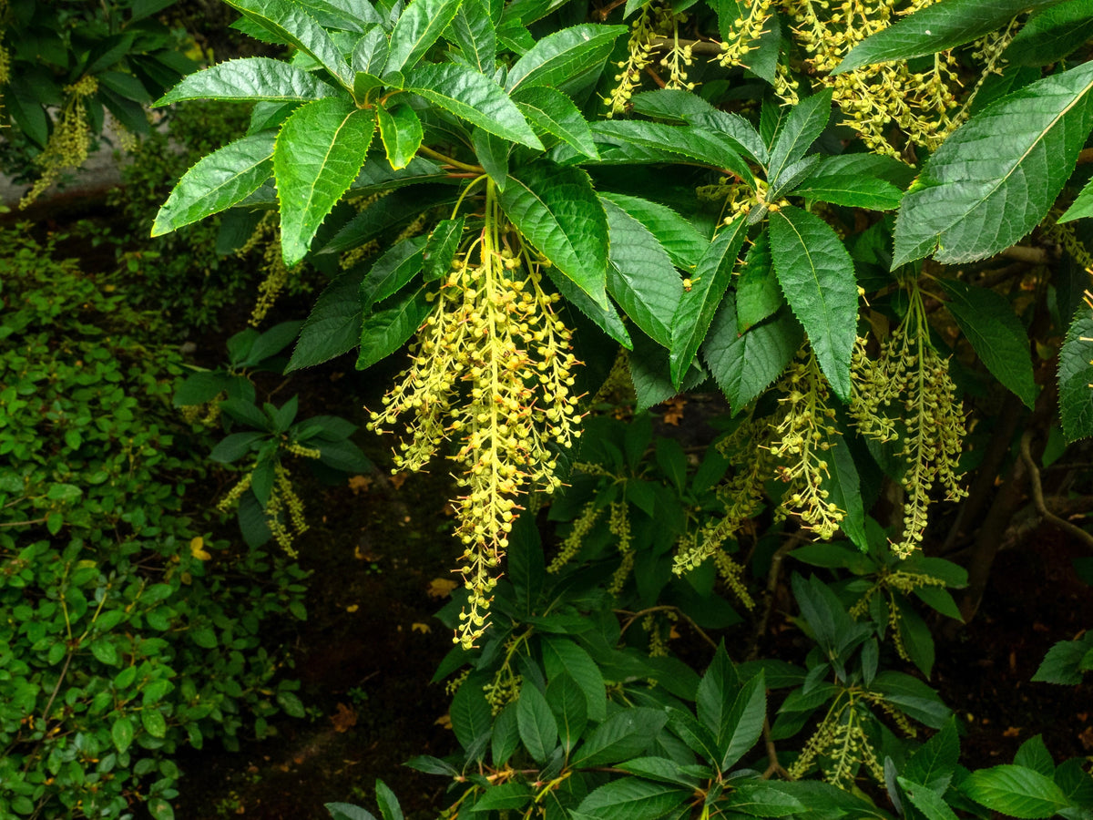 50 semillas de flores de lirio de los valles (acedera agria, Oxydendrum arboreum)