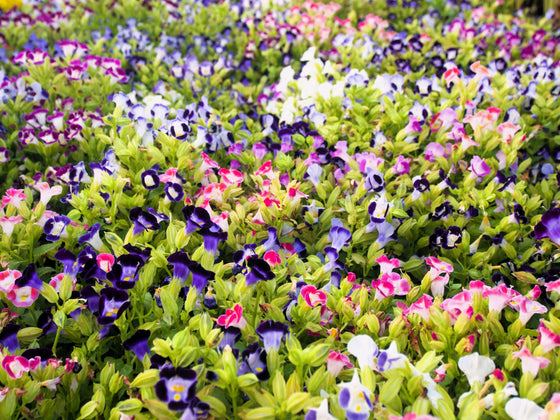 10 KAUAI MIX TORENIA Fournieri Semillas de flores Wishbone de sol o sombra - Colores mixtos 2 tonos Azul Rojo Rosa