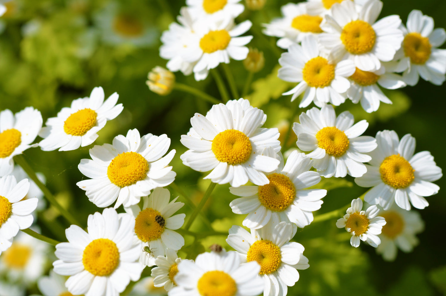 300 semillas de flores de la hierba matricaria Tanacetum Parthenium