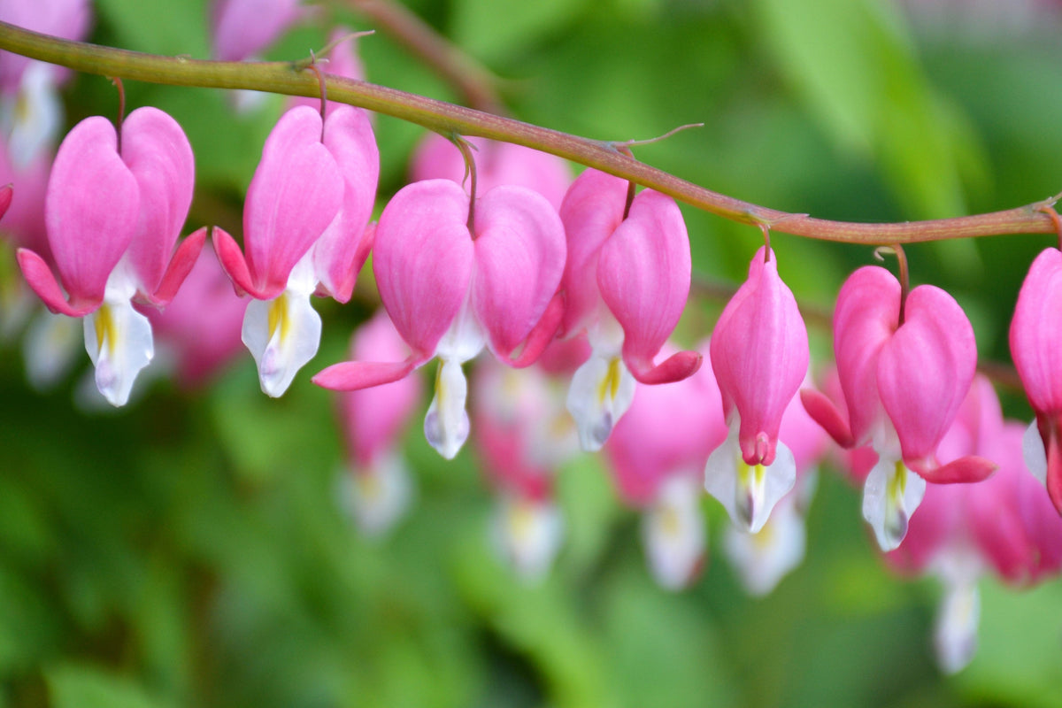 10 semillas de flores de sombra Dicentra Formosa antiguas color rosa corazón sangrante