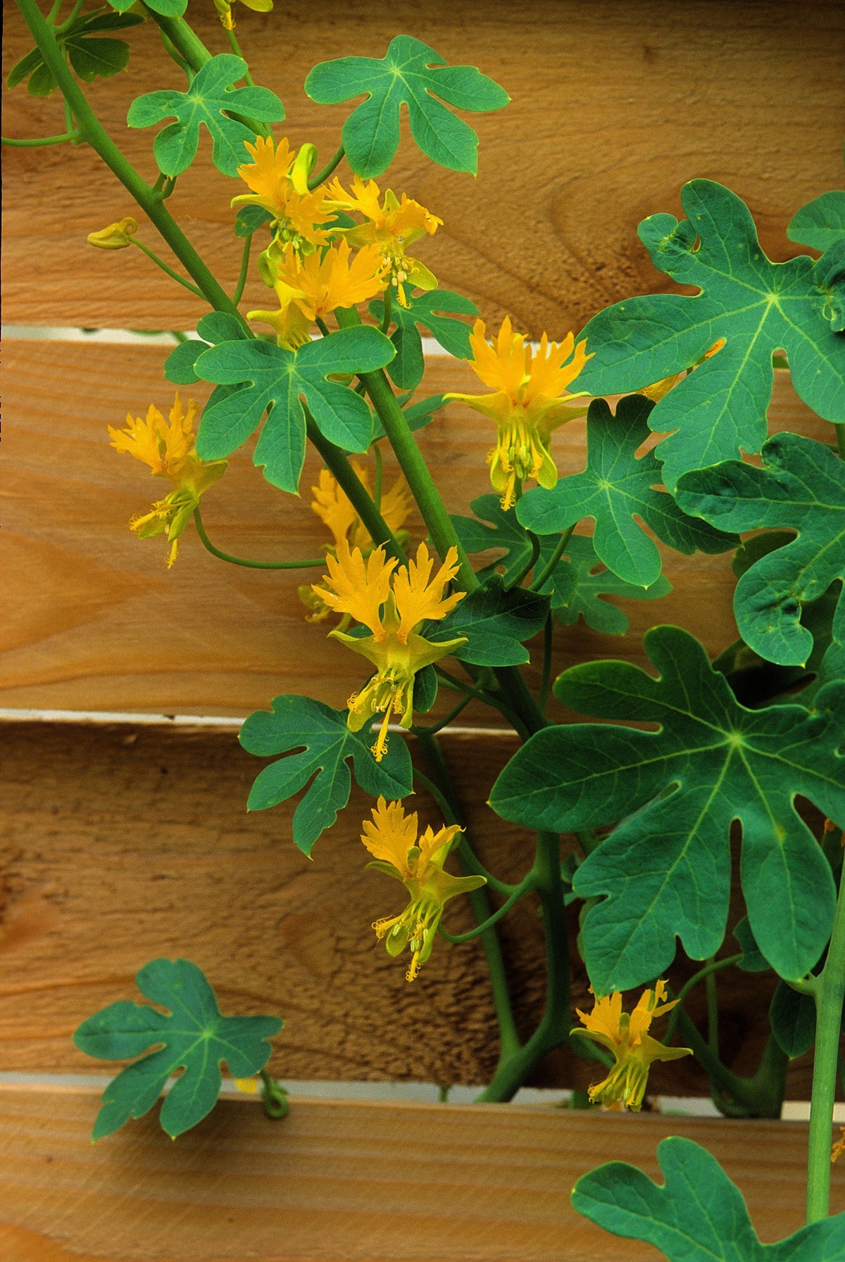 10 semillas de capuchina amarilla de la enredadera Tropaeolum peregrinum