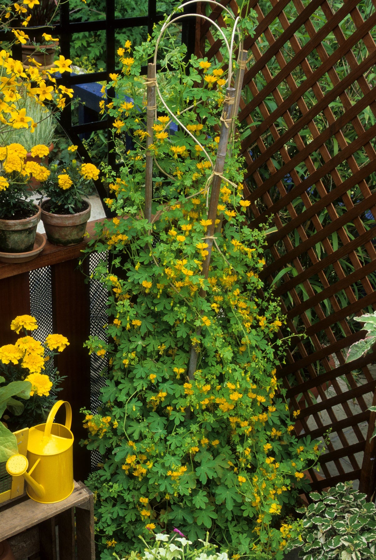 10 semillas de capuchina amarilla de la enredadera Tropaeolum peregrinum
