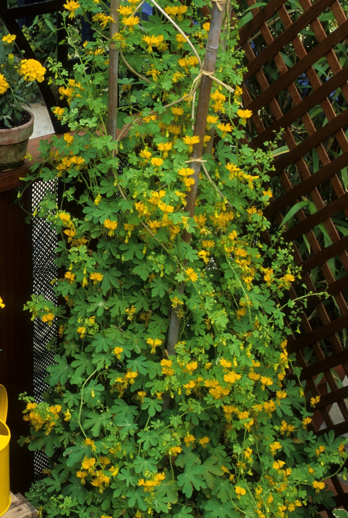 10 semillas de capuchina amarilla de la enredadera Tropaeolum peregrinum