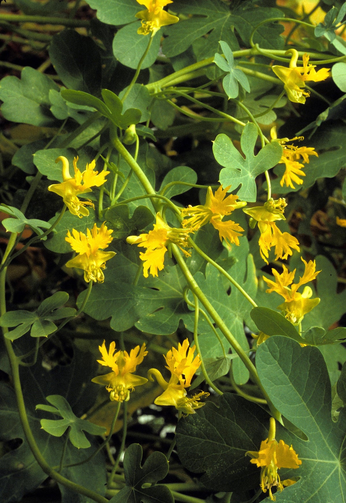 10 semillas de capuchina amarilla de la enredadera Tropaeolum peregrinum