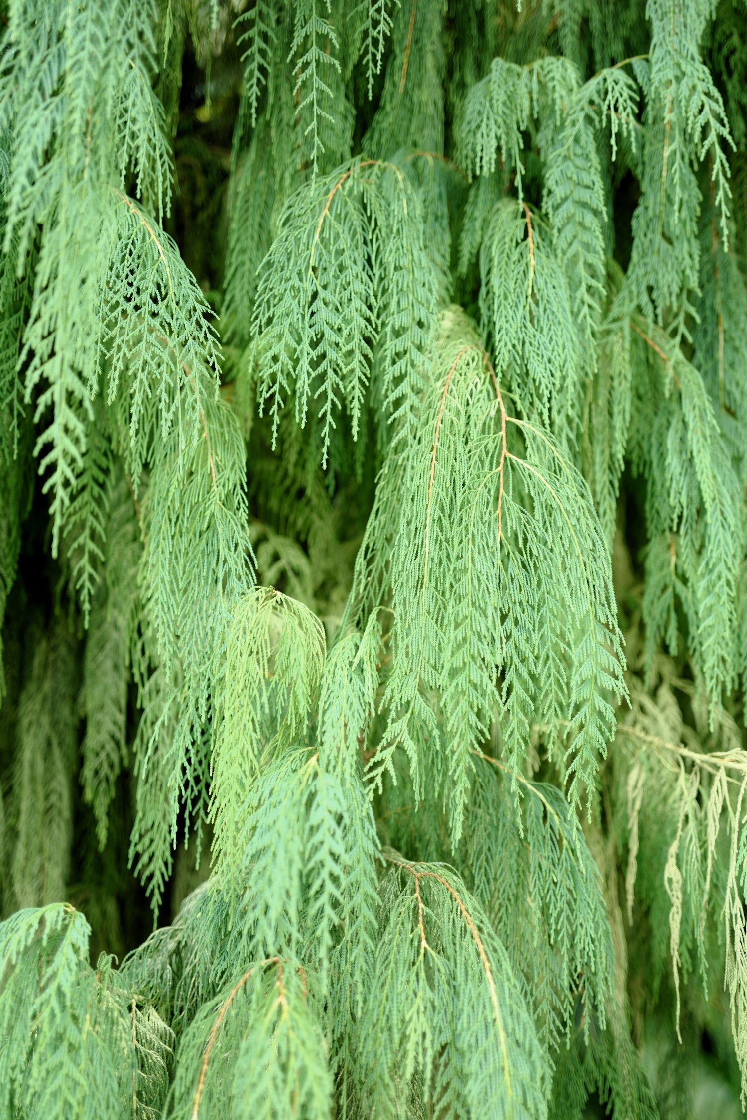 30 semillas de ciprés llorón de Cachemira (Cupressus cashmeriana)