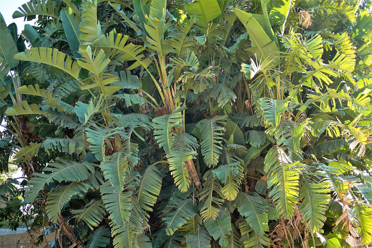 5 semillas de AVE DEL PARAÍSO GIGANTE, árbol Strelitzia Nicolai, plátano silvestre, grulla blanca, flor azul púrpura, planta de interior