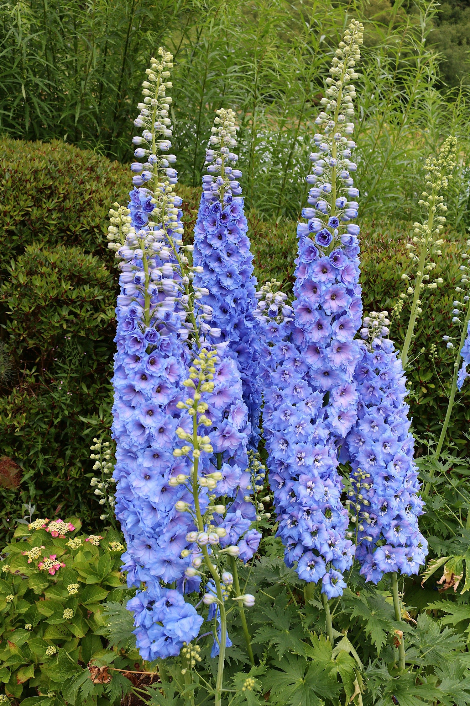 350 semillas de DELFINIO ROCKET LARKSPUR azul con rosa Consolida Ajacis