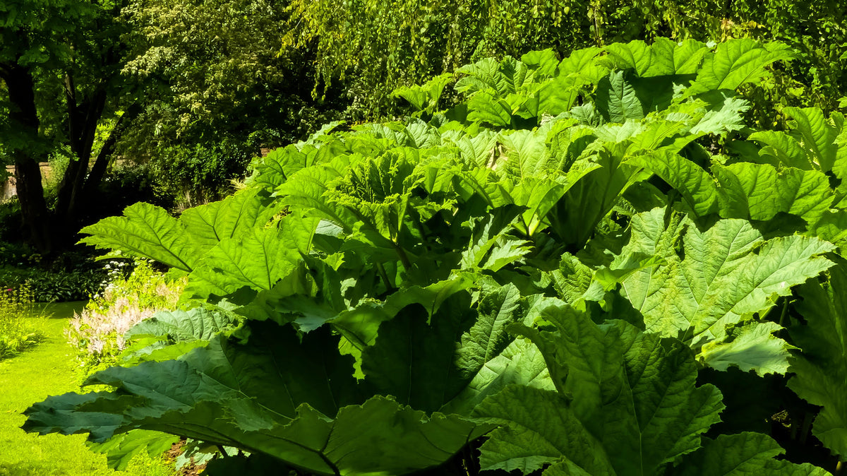 10 GUNNERA MANICATA, ¡semillas de ruibarbo gigante, planta dinosaurio, flores rojas de sombra húmeda!