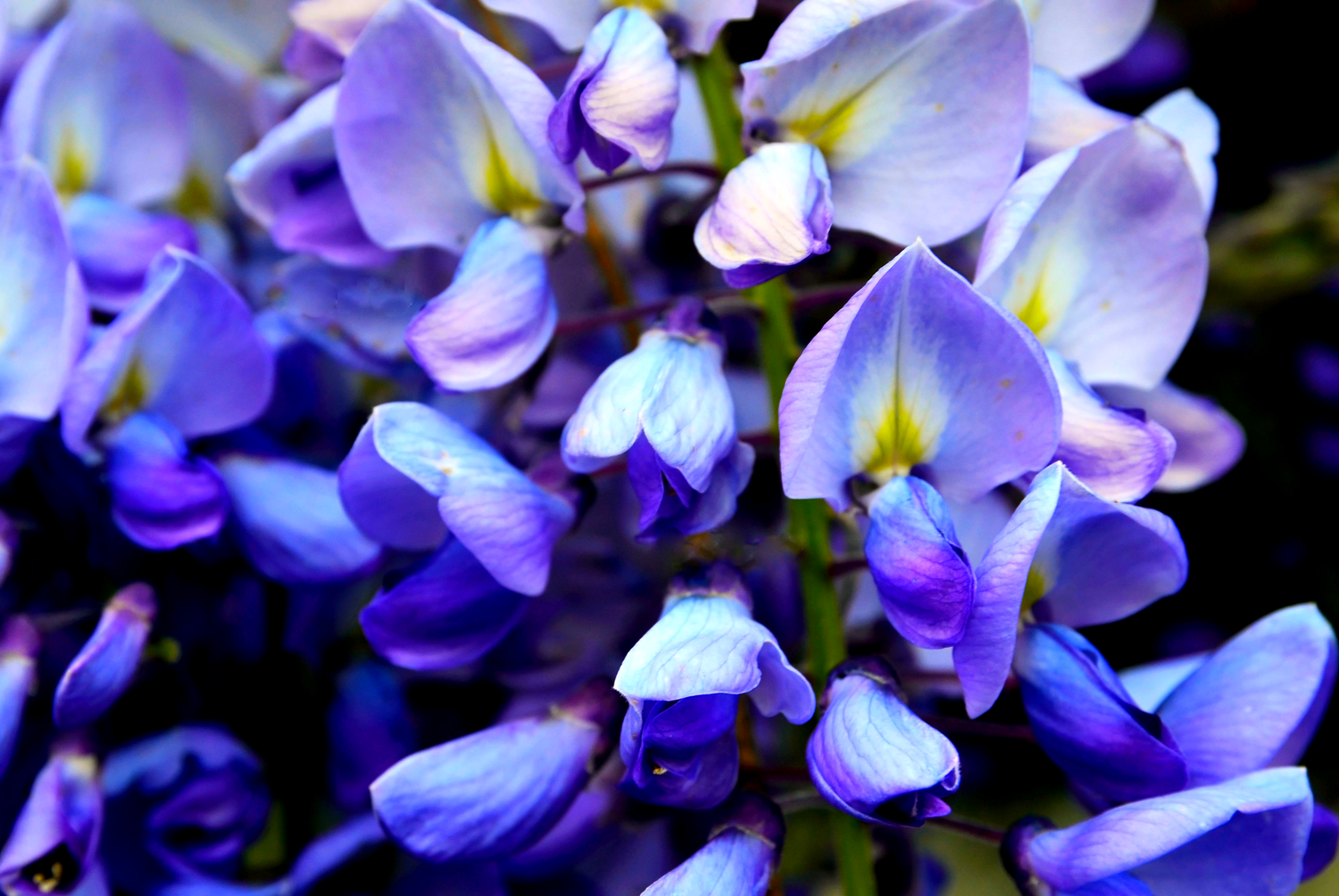 5 semillas de glicina china azul sinensis, planta ornamental trepadora, color azul violeta y morado.