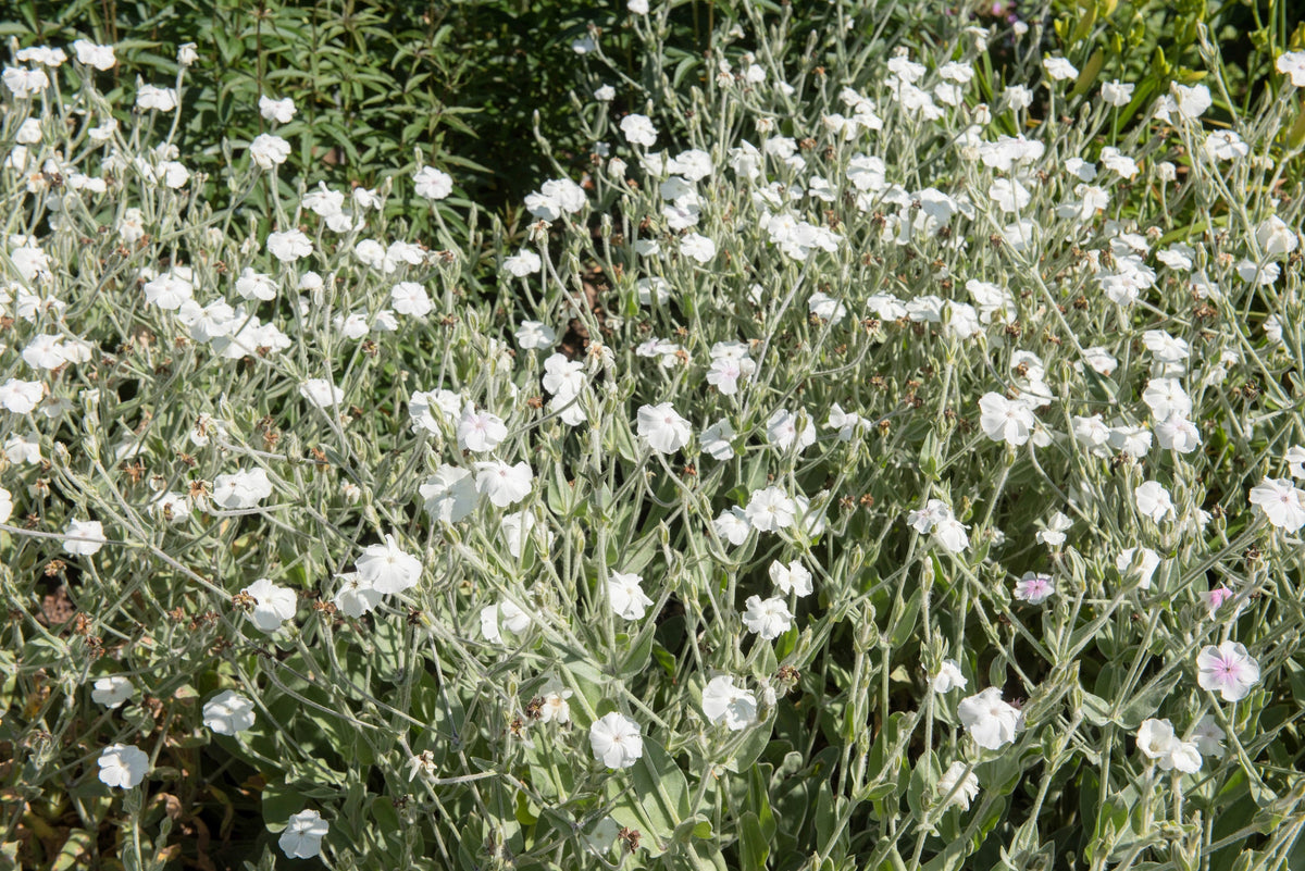 50 semillas de flores de LYCHNIS BLANCO Coronaria Alba (White Rose Collegiate / Evening Lychnis / Silene / White Cockle)